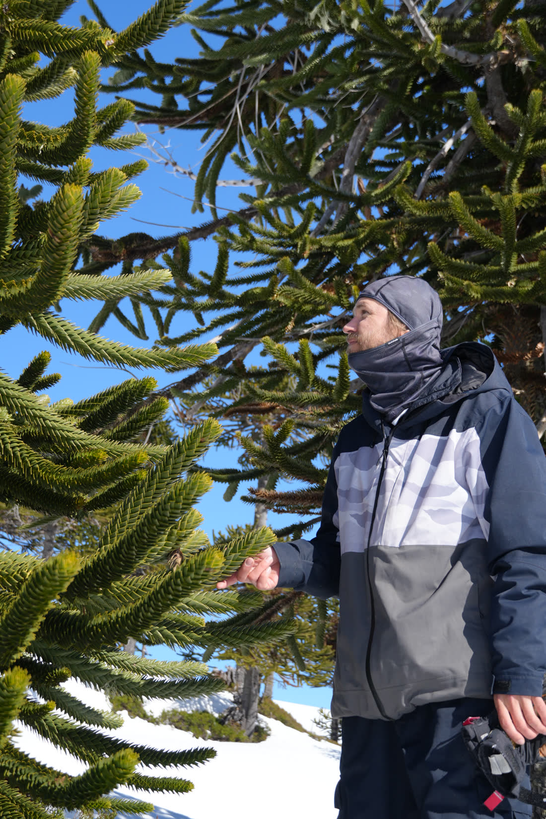 Rider junto a una araucaria milenaria en la nieve