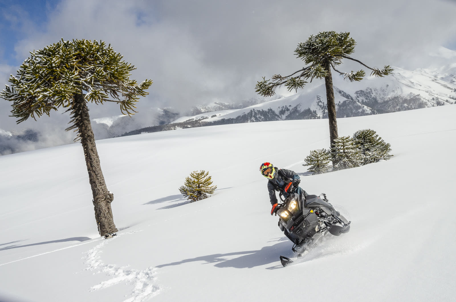 Moto de nieve cortando nieve fresca entre araucarias