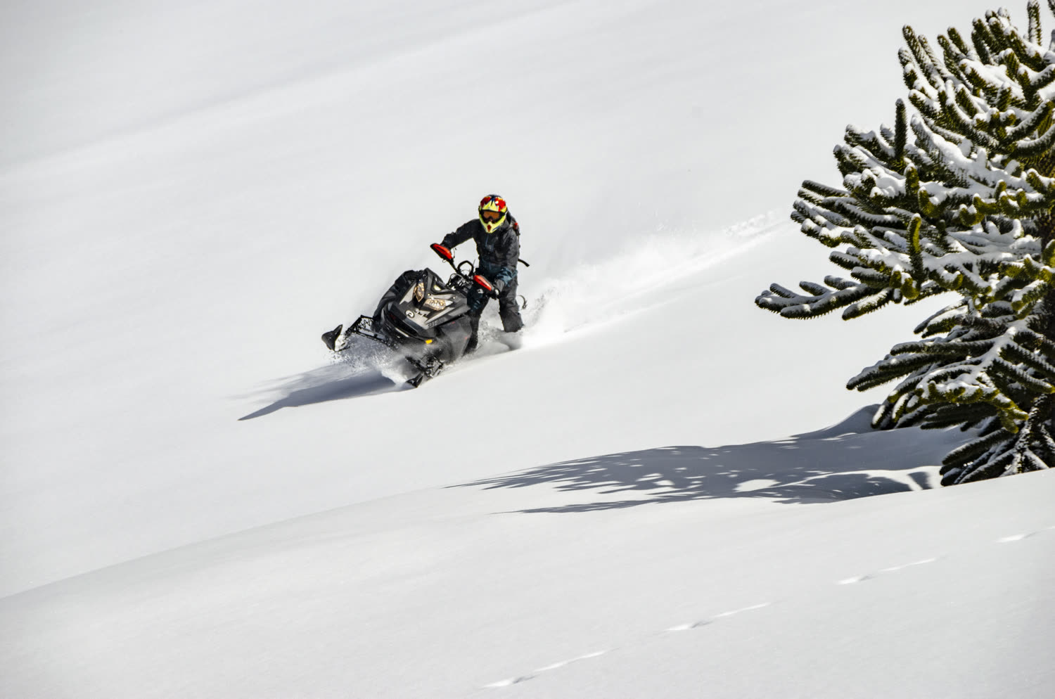 Moto de nieve cortando nieve fresca junto a una araucaria